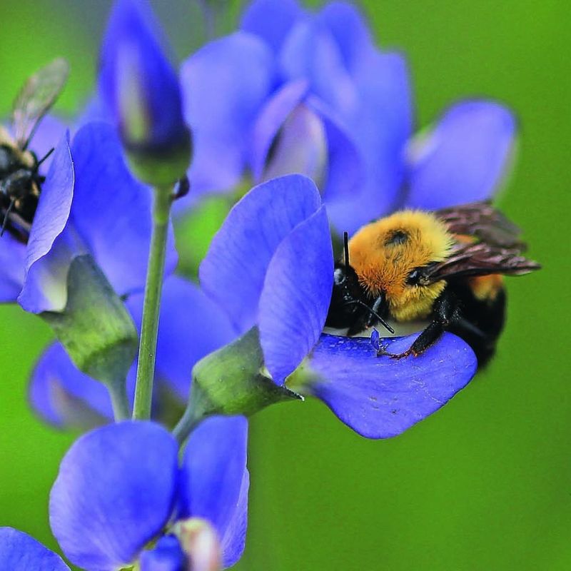 Serviceberry That Starts The Season Strong