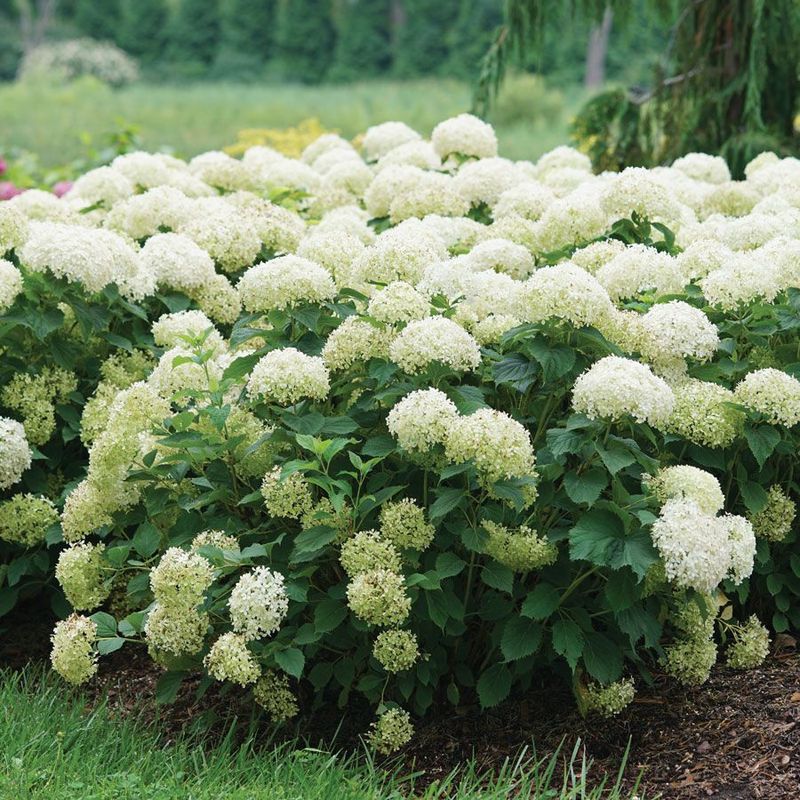 Smooth Hydrangea Adapts Well Across North Carolina