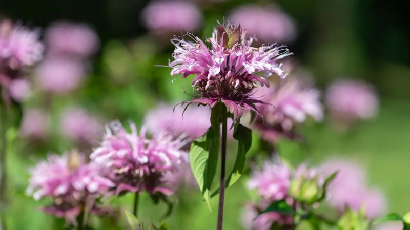 Bee Balm (Monarda Spp.)