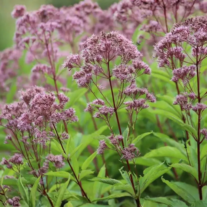 Hollow Joe-Pye Weed (Eutrochium Fistulosum)