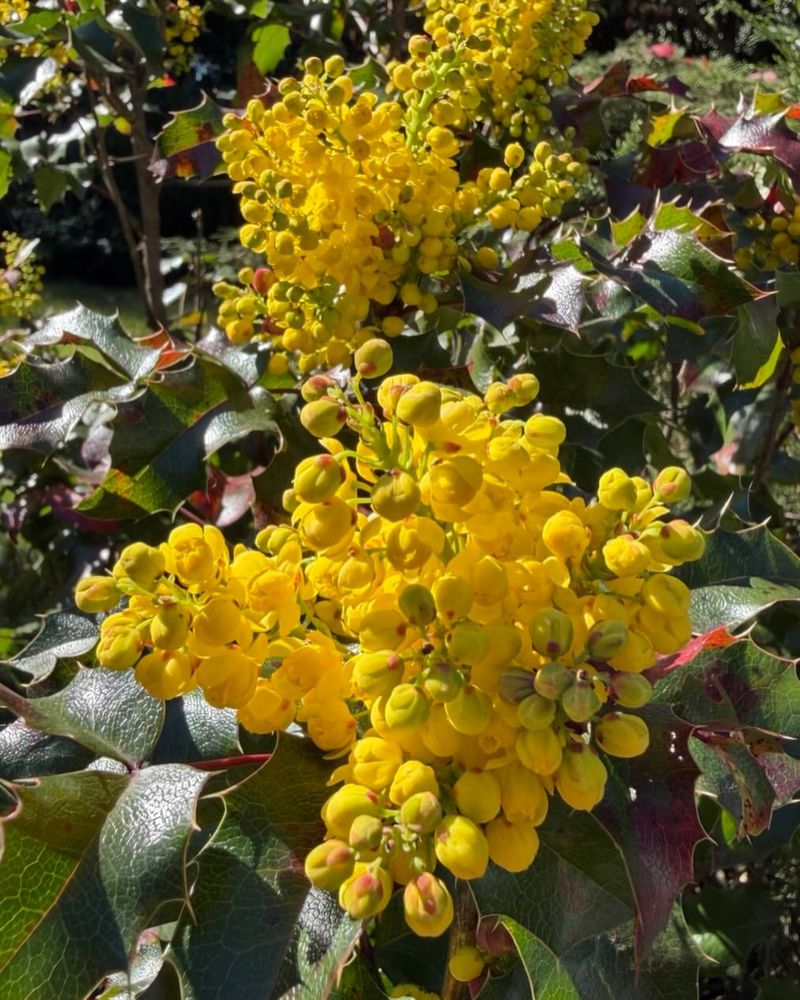 Tall Oregon Grape