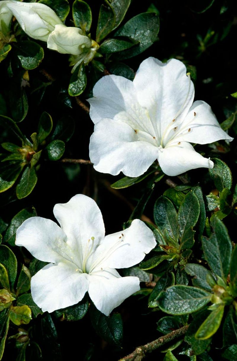 Glenn Dale Azaleas (Rhododendron Glenn Dale Hybrids)