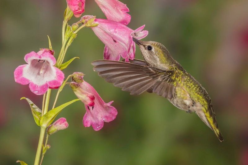 Parry’s Penstemon Lights Up Spring With Color