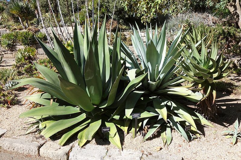 Maguey Agave Produces Strong Roots And Shape