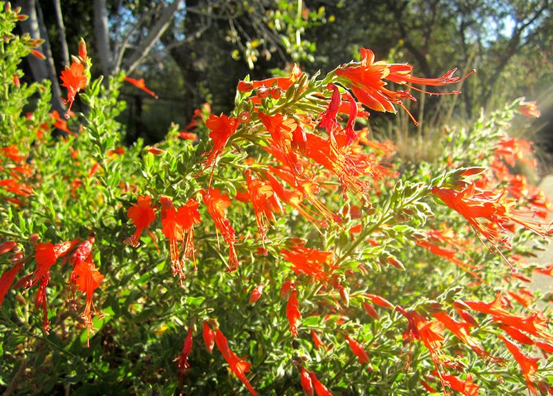 California Fuchsia