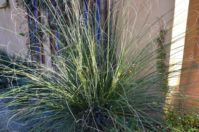 Beargrass Builds Upright Clumps In Rocky Ground