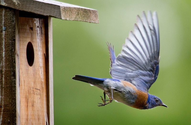 Space Your Nest Boxes At Least 100 Yards Apart
