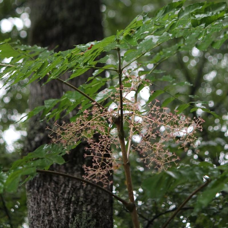 Devils Walkingstick Has Bold Foliage But Rarely Appears In Nurseries