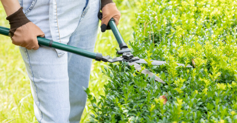 Ohio April Tips For Boxwood Care