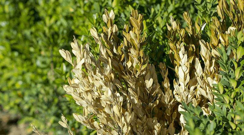 Check For Winter Burn Before You Start Cutting