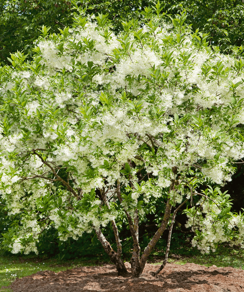 American Fringe Tree Brings Soft White Blooms