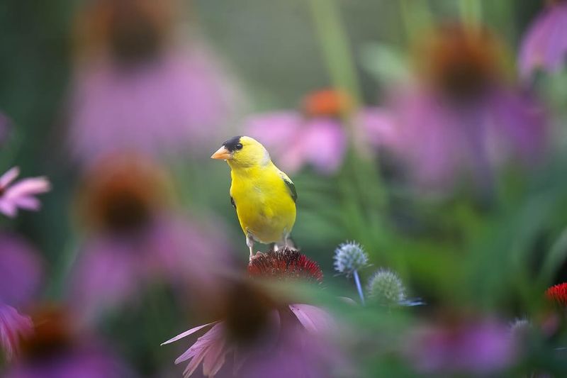 Purple Coneflower Keeps Goldfinches Coming Back