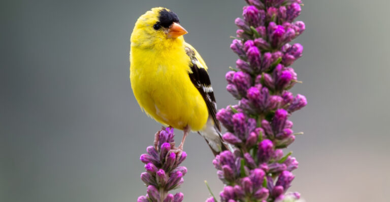 goldfinch perched on blazing star flower