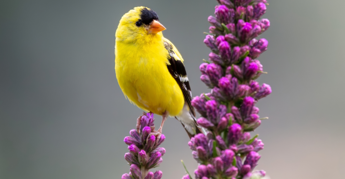 goldfinch perched on blazing star flower