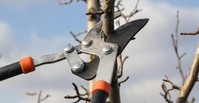 Ohio Fruit Tree Care Mistakes To Avoid In April