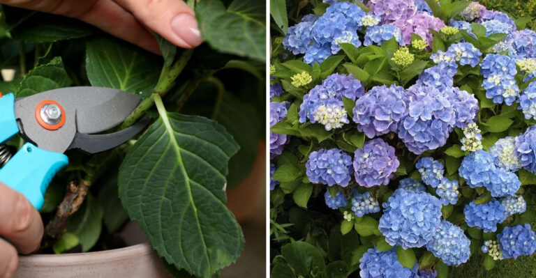 hydrangea