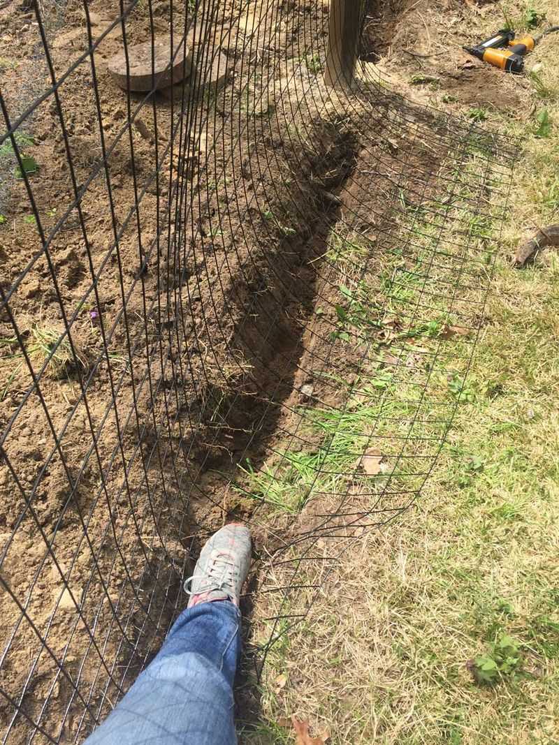 Buried Wire Fencing Stops Groundhogs From Digging Under Beds