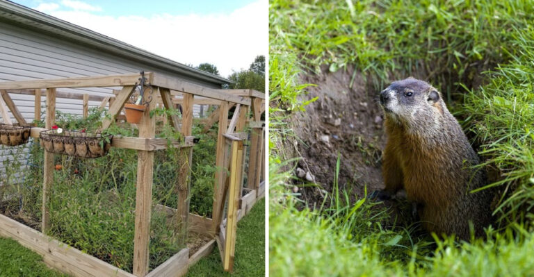 groundhog and fence
