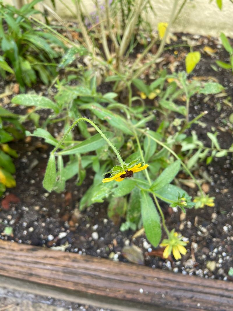 Too Much Shade Can Lead To Weaker Growth