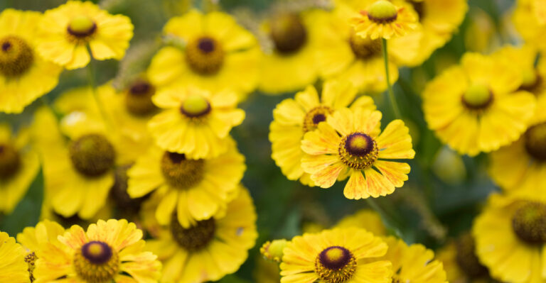 Ohio Native Flowers That Keep Blooming After Spring Favorites Fade