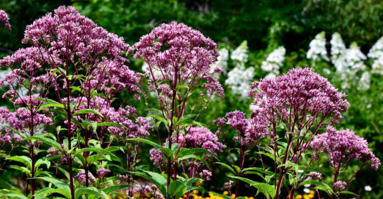 Ohio Native Plants To Establish Before Summer Heat Hits