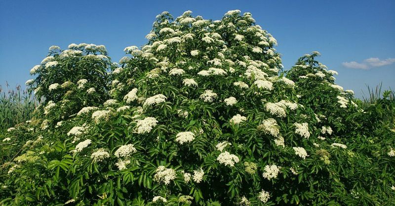 Start Fast With American Elderberry