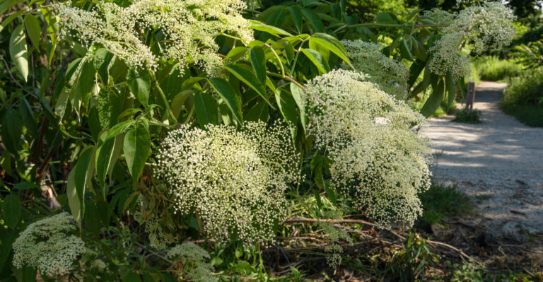 Sambucus canadensis