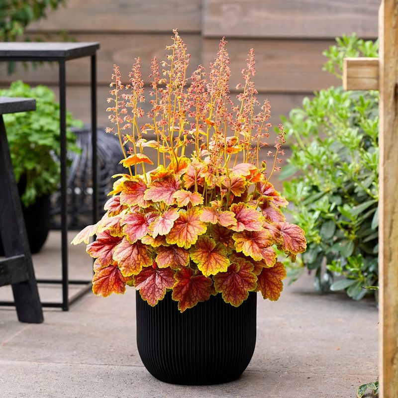 Choose Coral Bells For Color That Does Not Quit