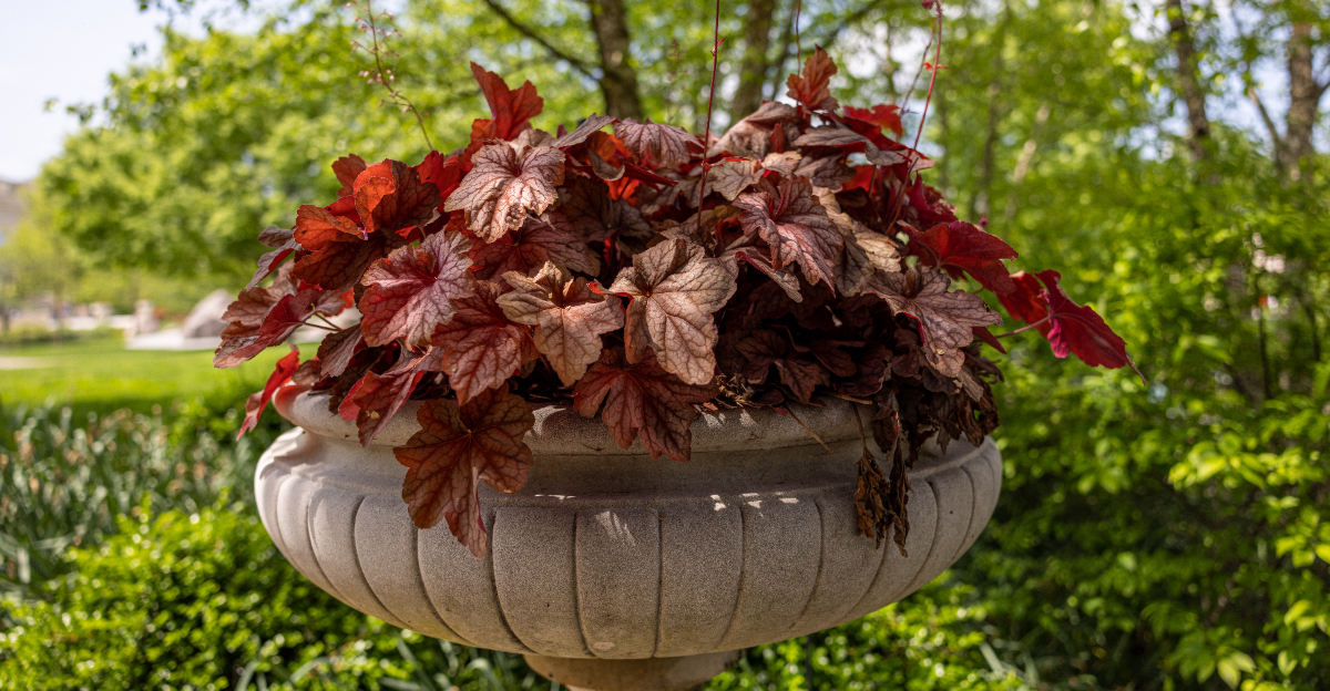 potted coral bells