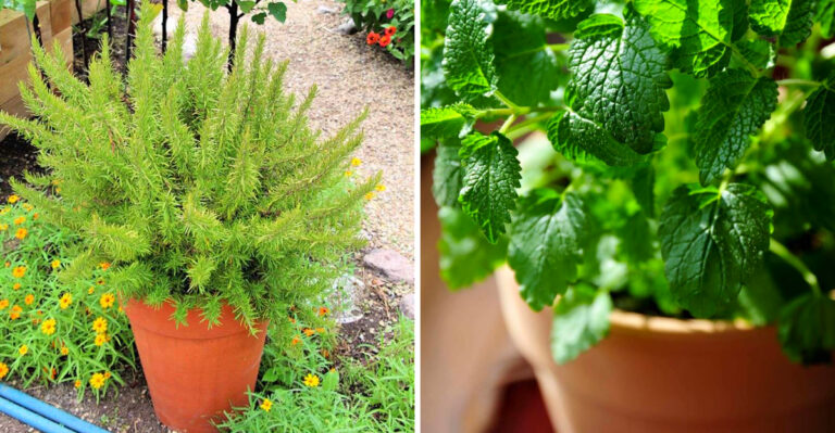 Ohio Plants That Often Perform Better In Pots Than In The Ground