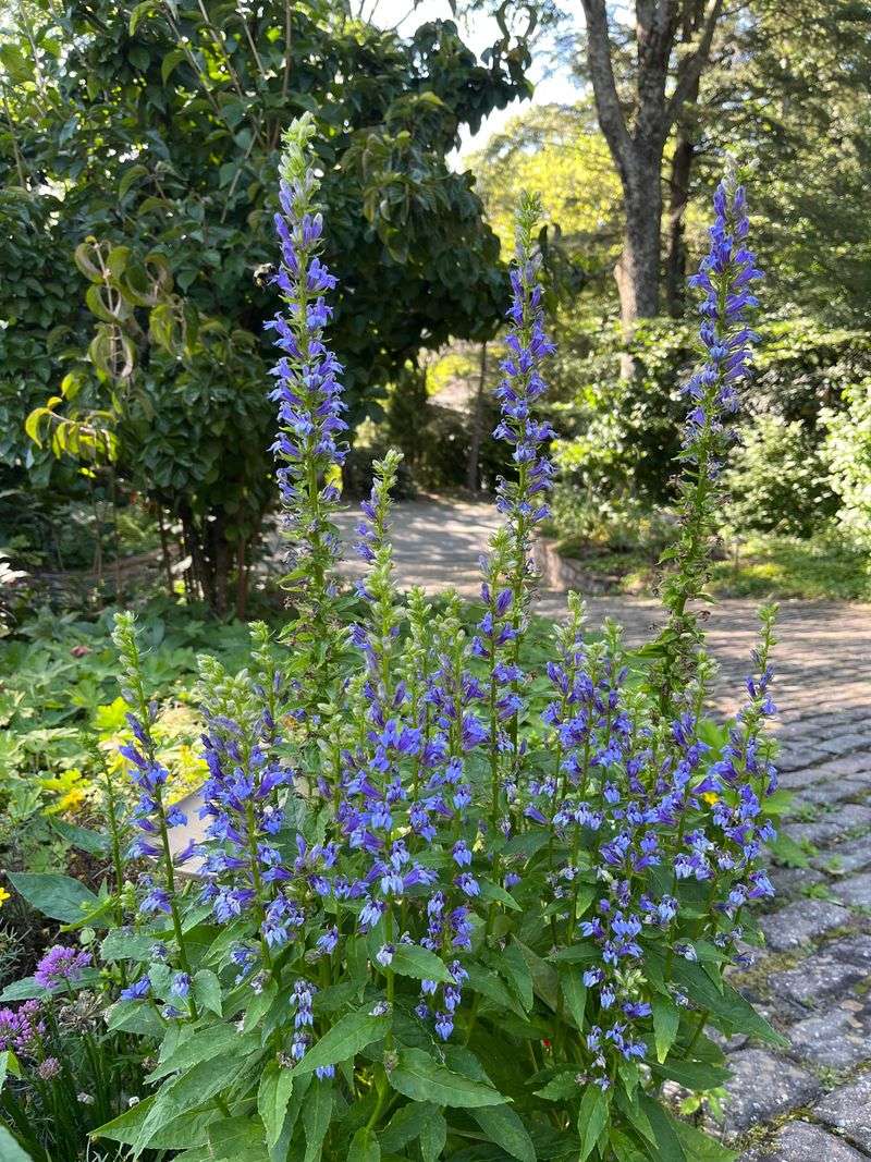 Great Blue Lobelia Brightens Moist Areas