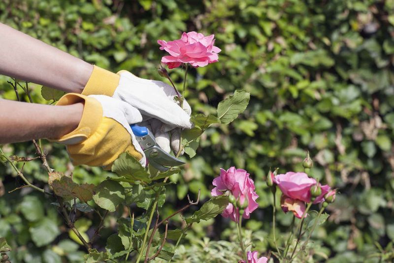 The Right May Pruning Supports New Blooms