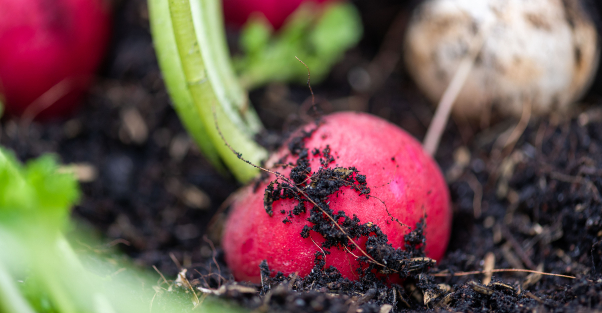 Ohio Vegetables To Direct Sow In April For Early Summer Harvest
