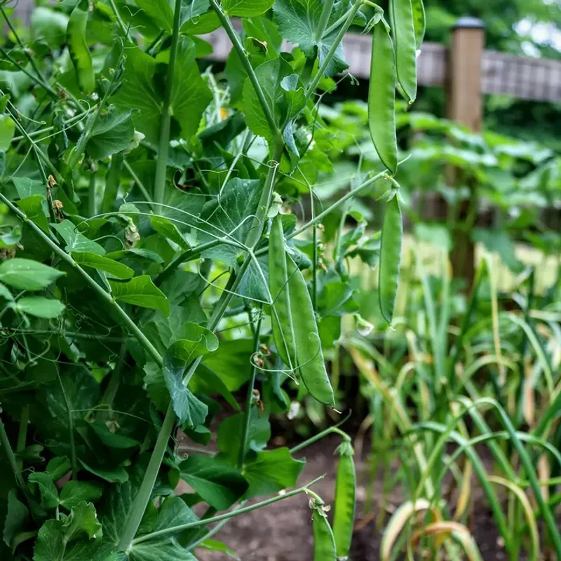 Peas For An Early Garden Win