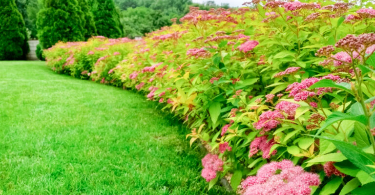 Ohio Yard Plants That Look Intentional Even When You Ignore Them