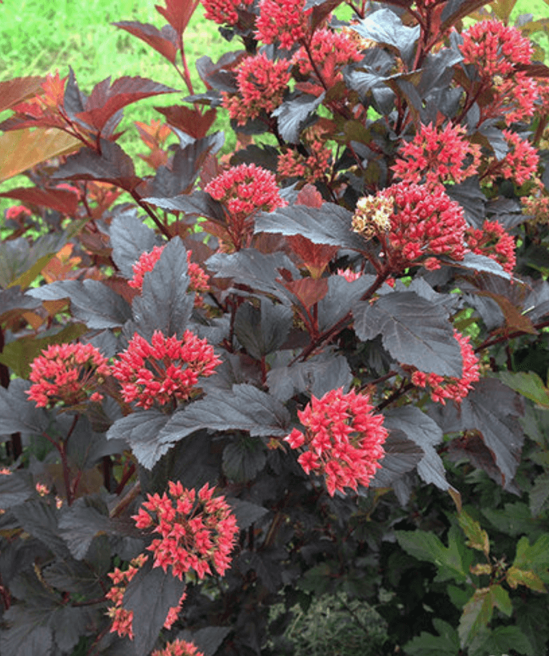 Ninebark For Bold Foliage And Easy Structure