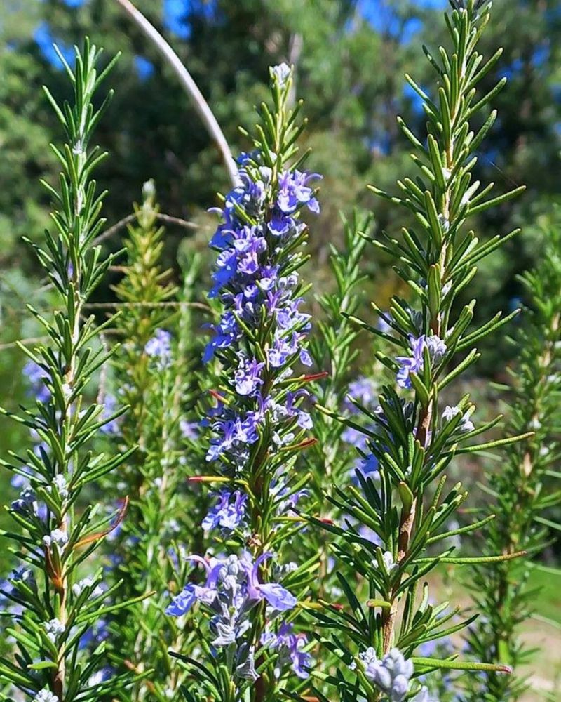Rosemary 'Arp' Handles Cooler Spring Conditions Well