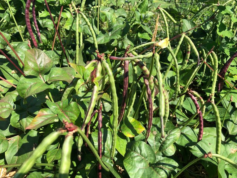 Southern Peas (Black-Eyed Peas / Cowpeas)