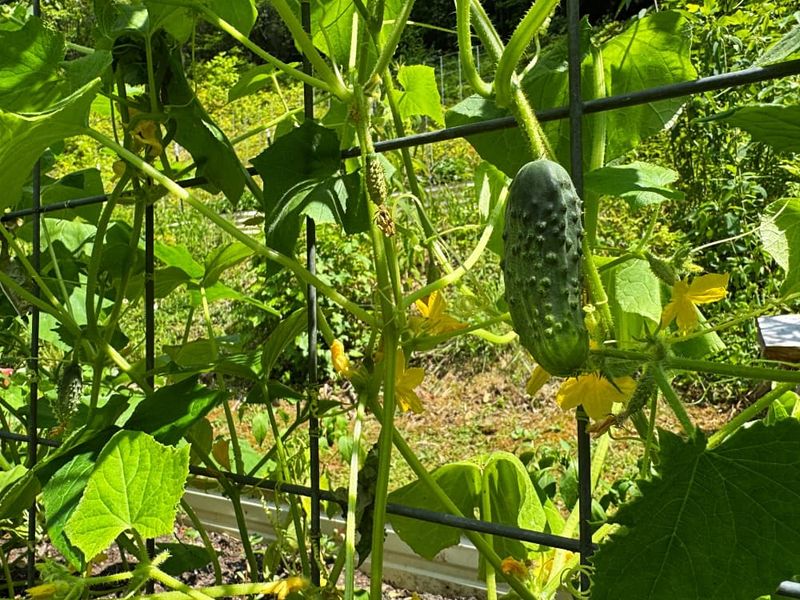 Cucumbers With Their Fast-Growing Vines
