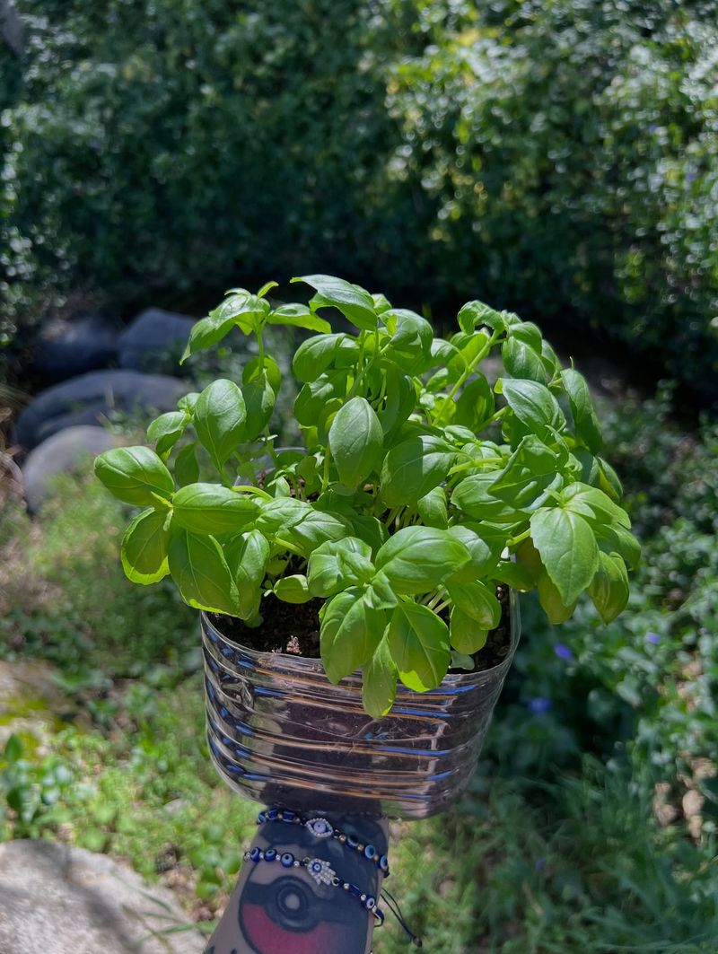 Basil For Fresh Fragrant Snips