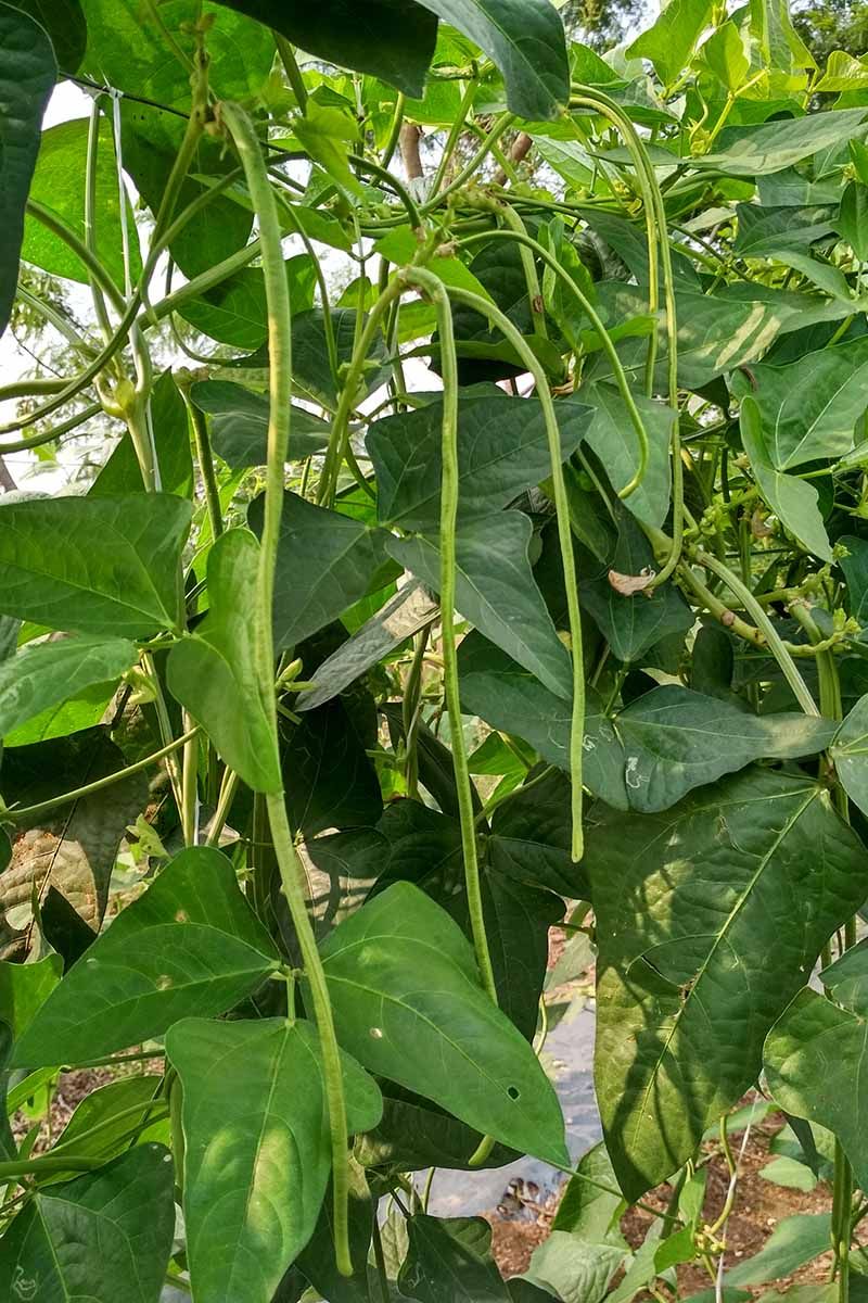 Southern Peas Grow Well In Hot Conditions