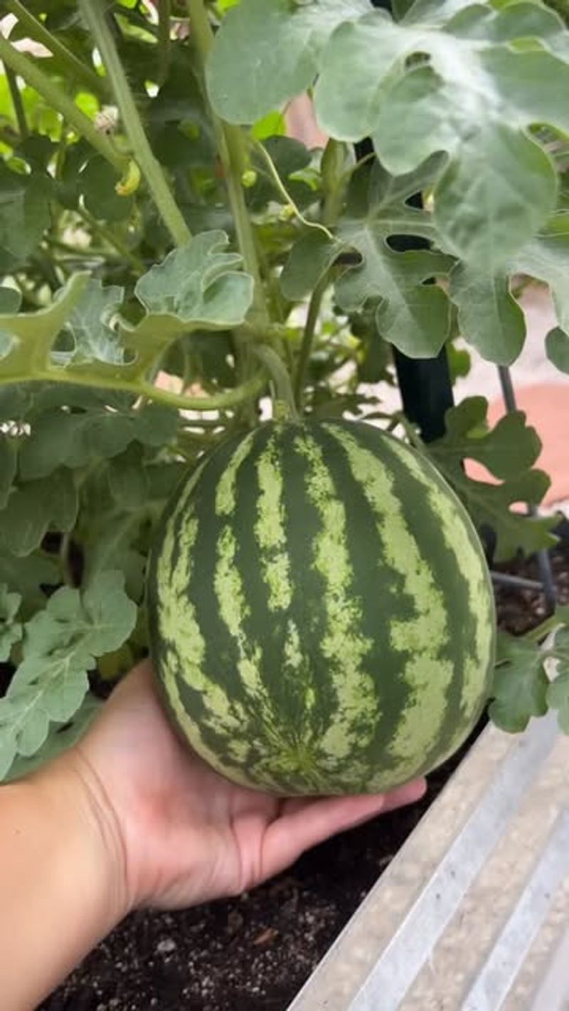 Watermelon Germinates Well When Soil Stays Warm