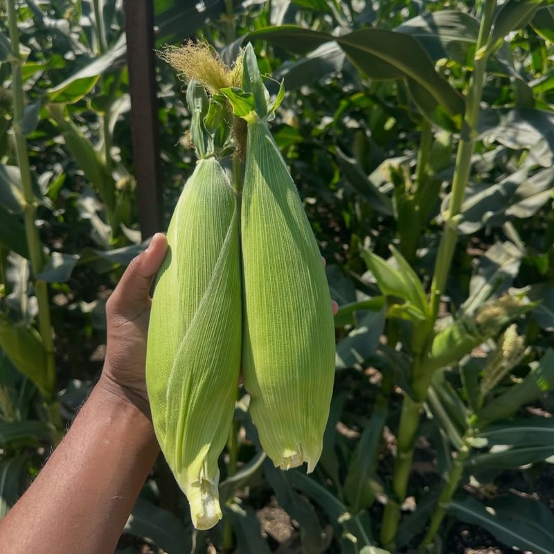 Sweet Corn Grows Fast In Warm Soil With Consistent Water