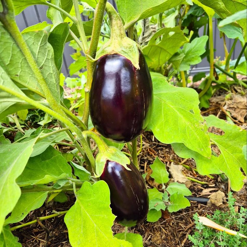 Eggplant Handles Warm Conditions Without Slowing Down