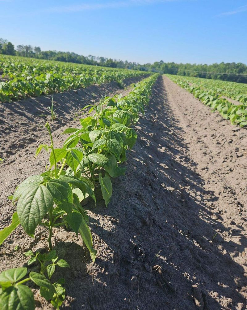 Southern Peas Handle Heat And Poor Soil Well