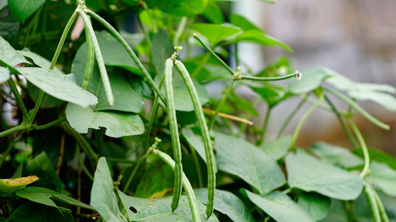 Southern Peas (Black-Eyed Peas / Cowpeas)