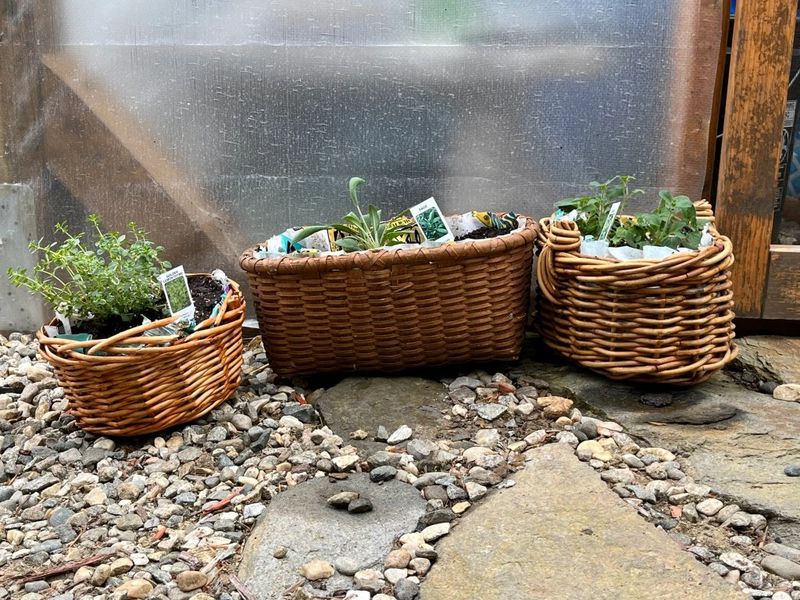 Herbs Grow Well In Baskets With The Right Setup