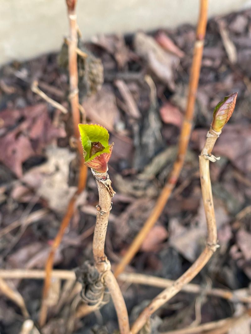 Bud Damage Happens During The Early Swelling Stage
