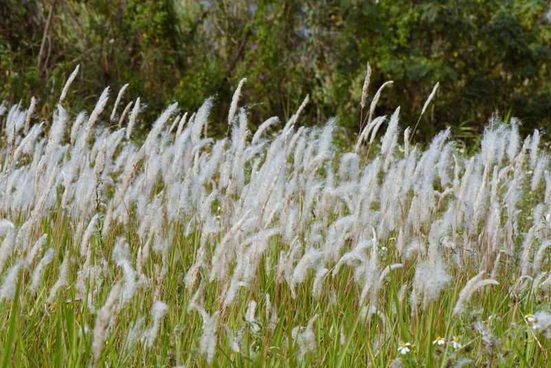 Cogongrass Spreads Like Crazy