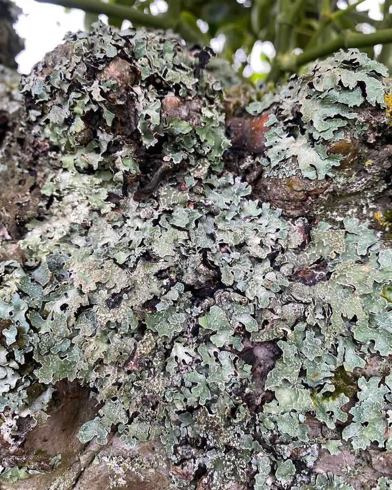 Lichen Can Signal Clean Air